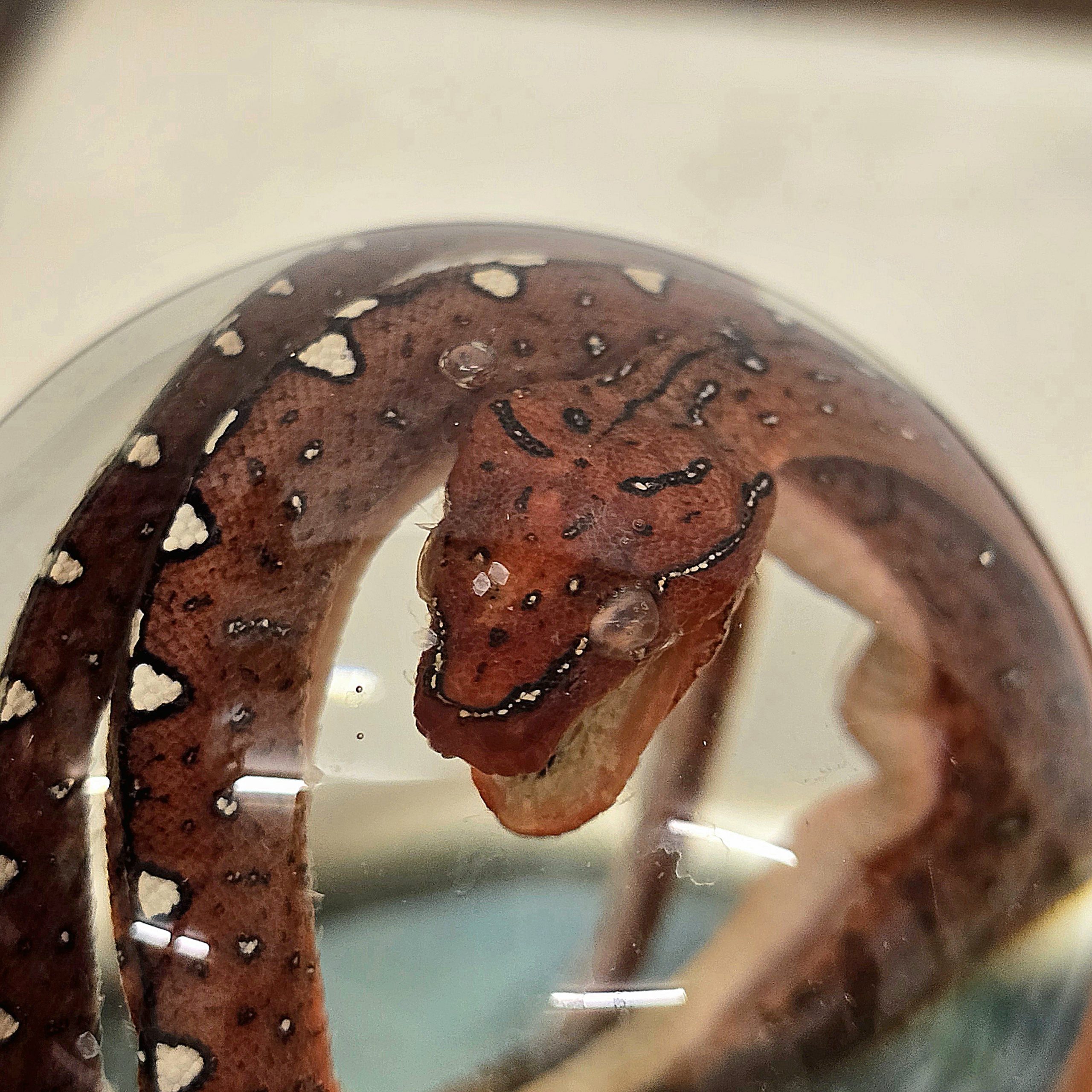 Green Tree Python Baby Deep Red Mouth Open