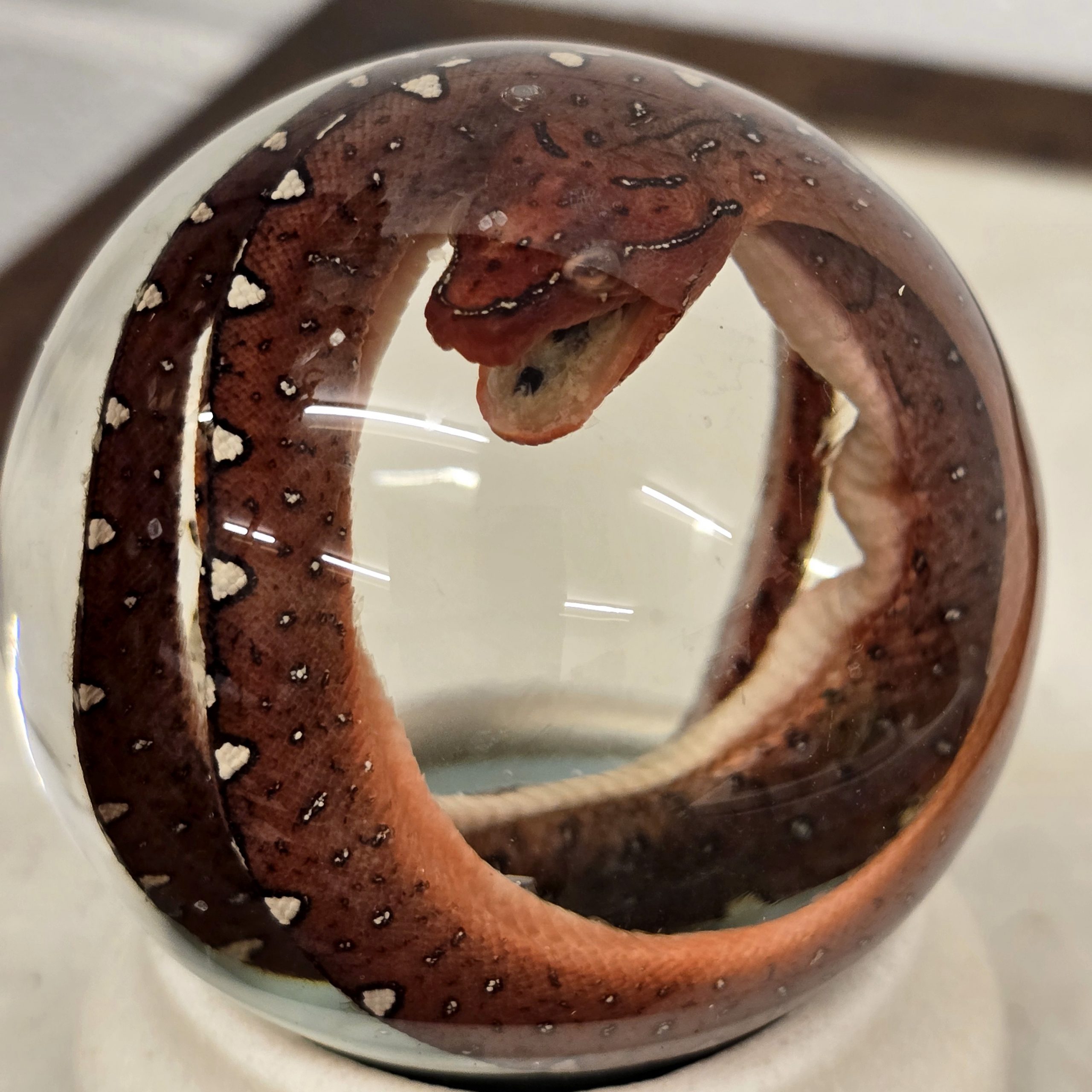 Green Tree Python Baby Deep Red Mouth Open - Image 4