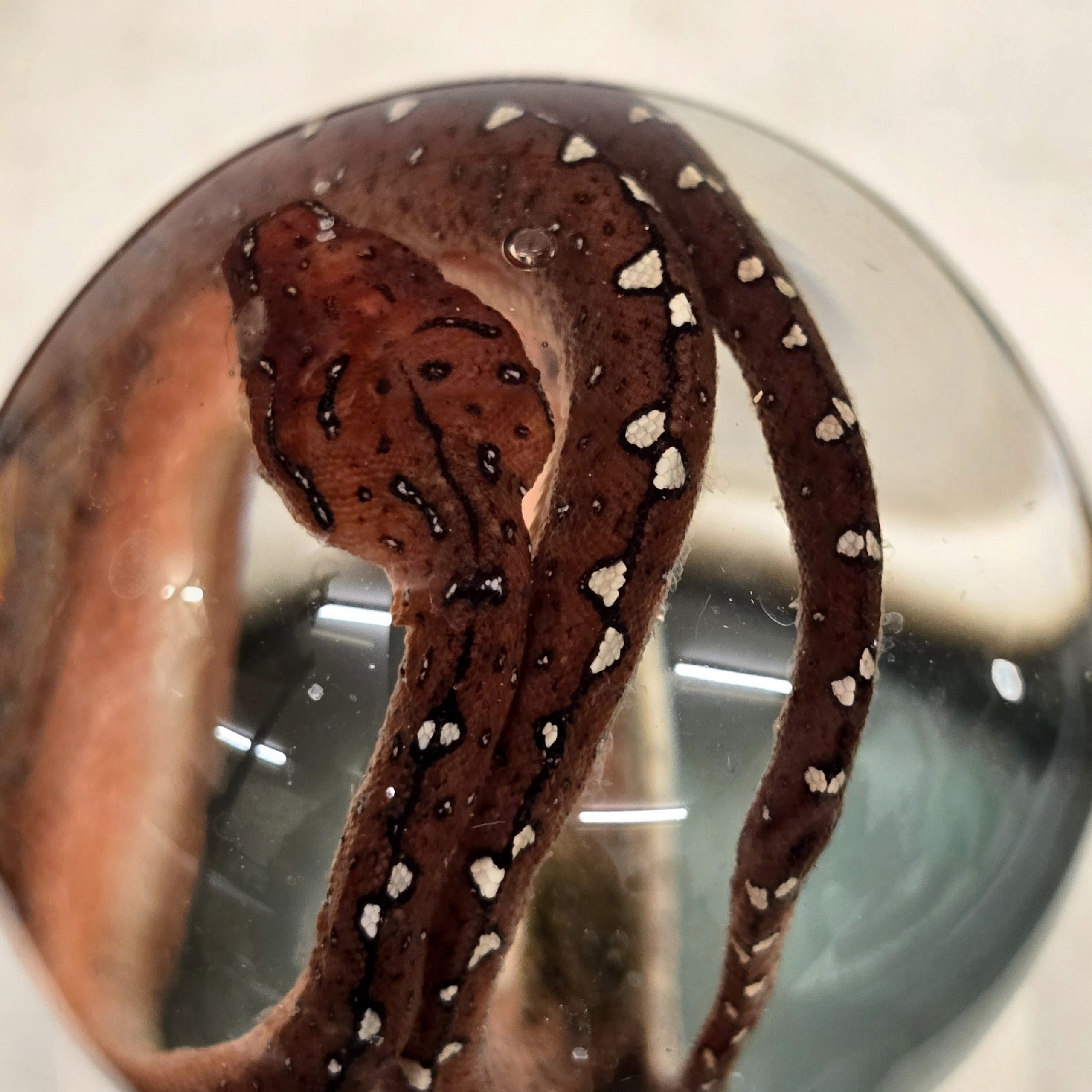 Green Tree Python Baby Deep Red Mouth Open - Image 5