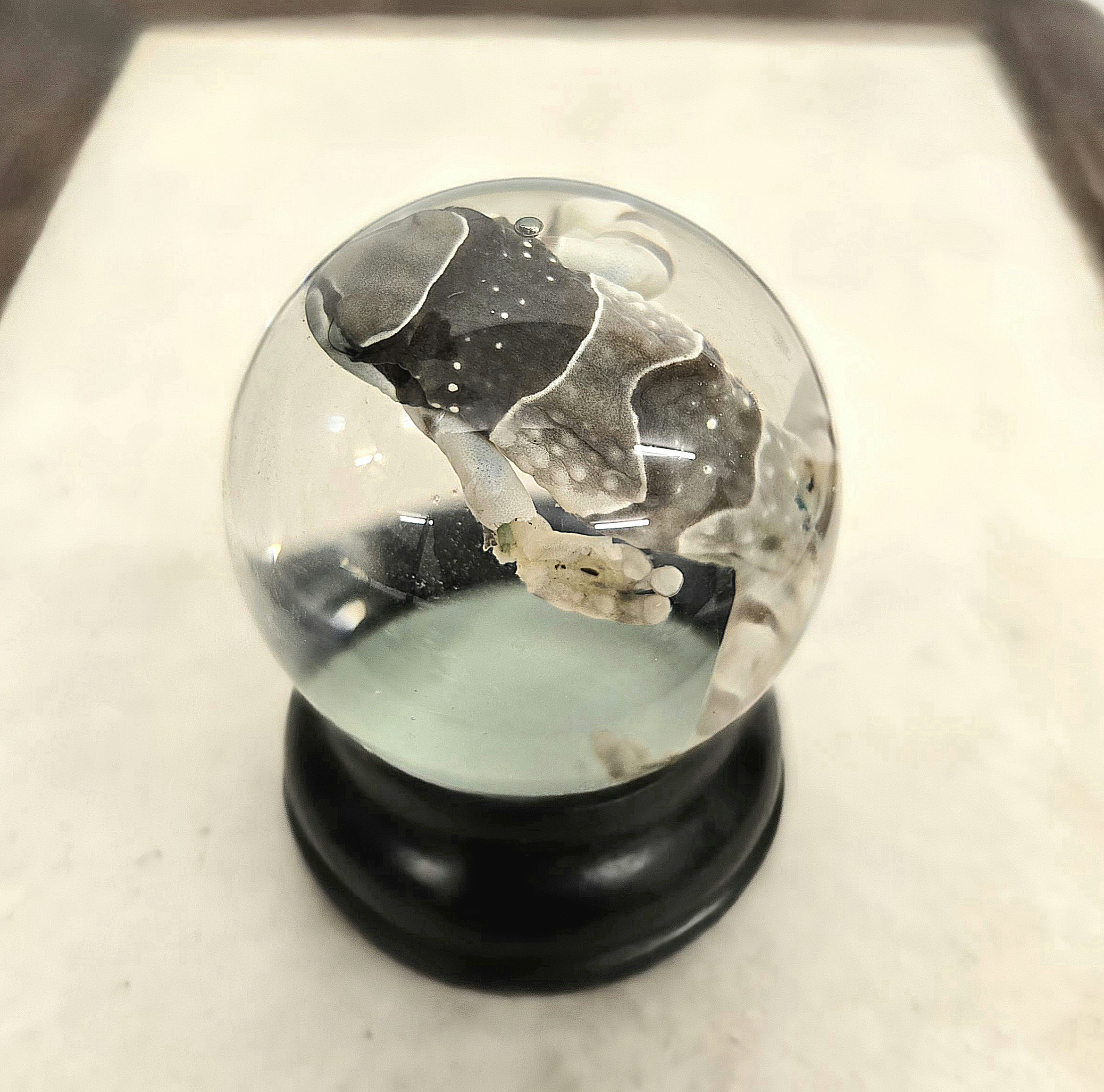 Brazilian Milk Frog - Image 3