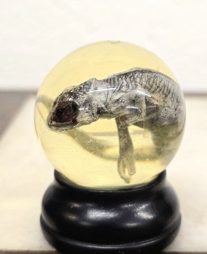 Small Baby Chameleon