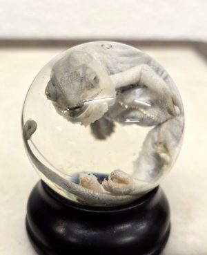 White Baby Chameleon