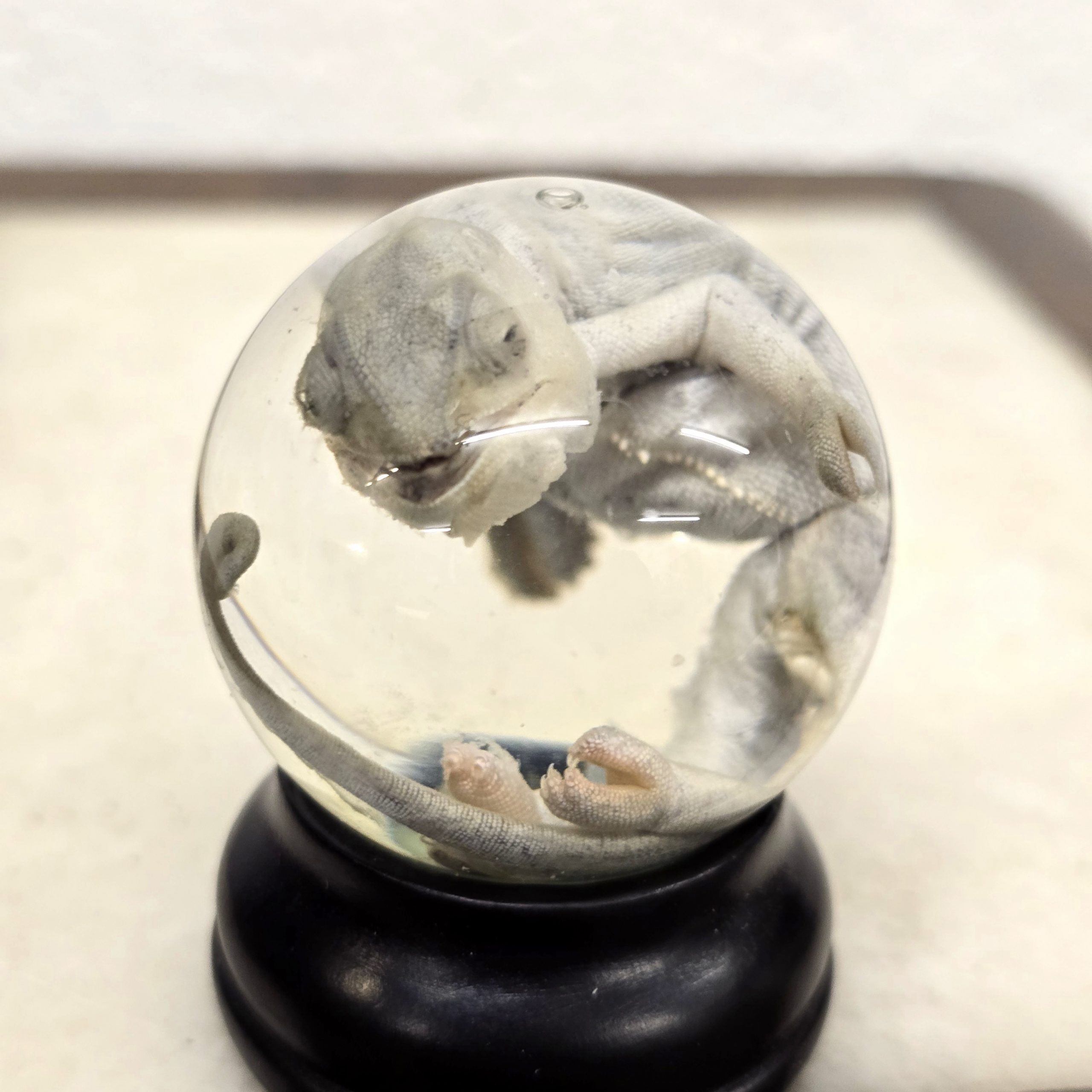 White Baby Chameleon