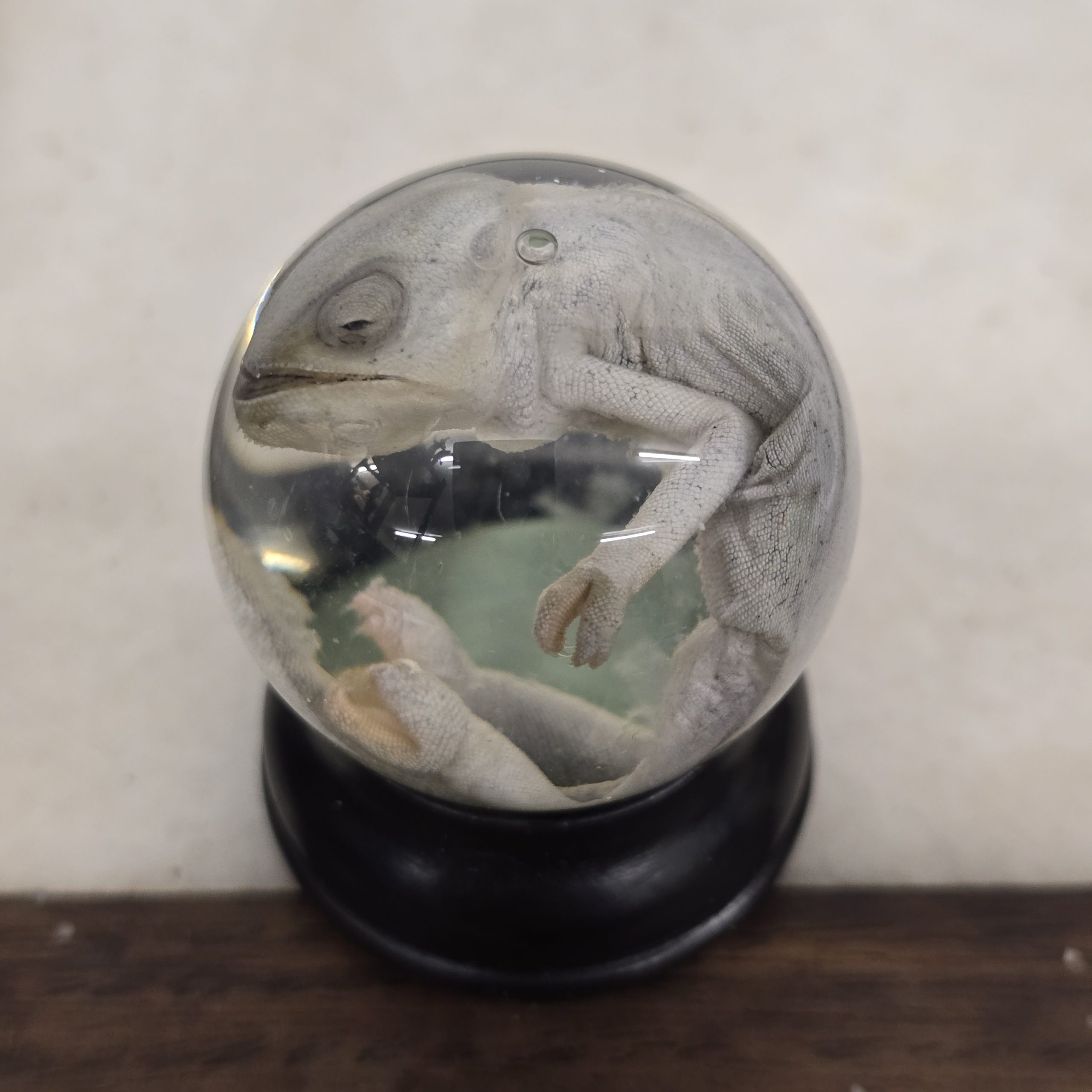 White Baby Chameleon - Image 3