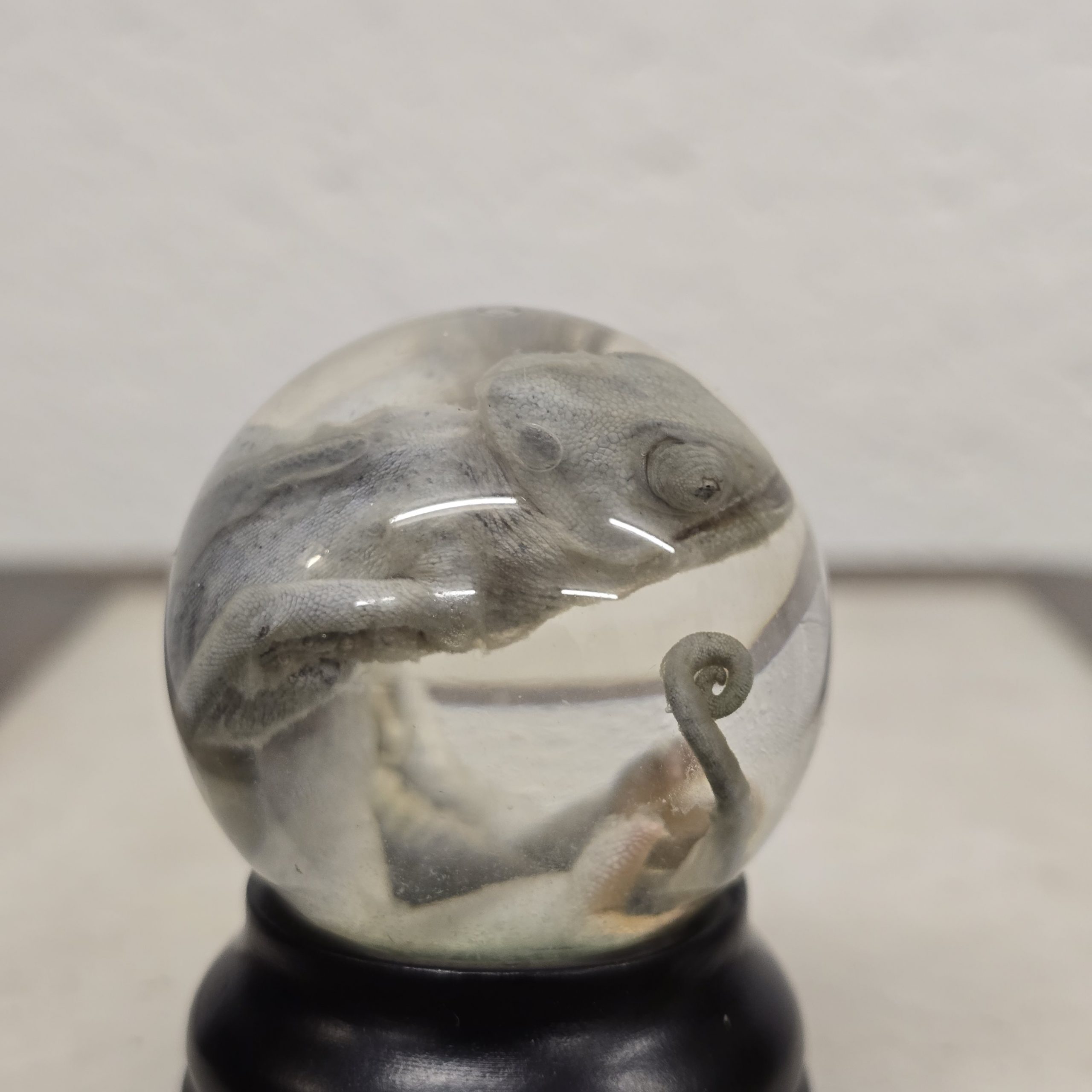 White Baby Chameleon - Image 4