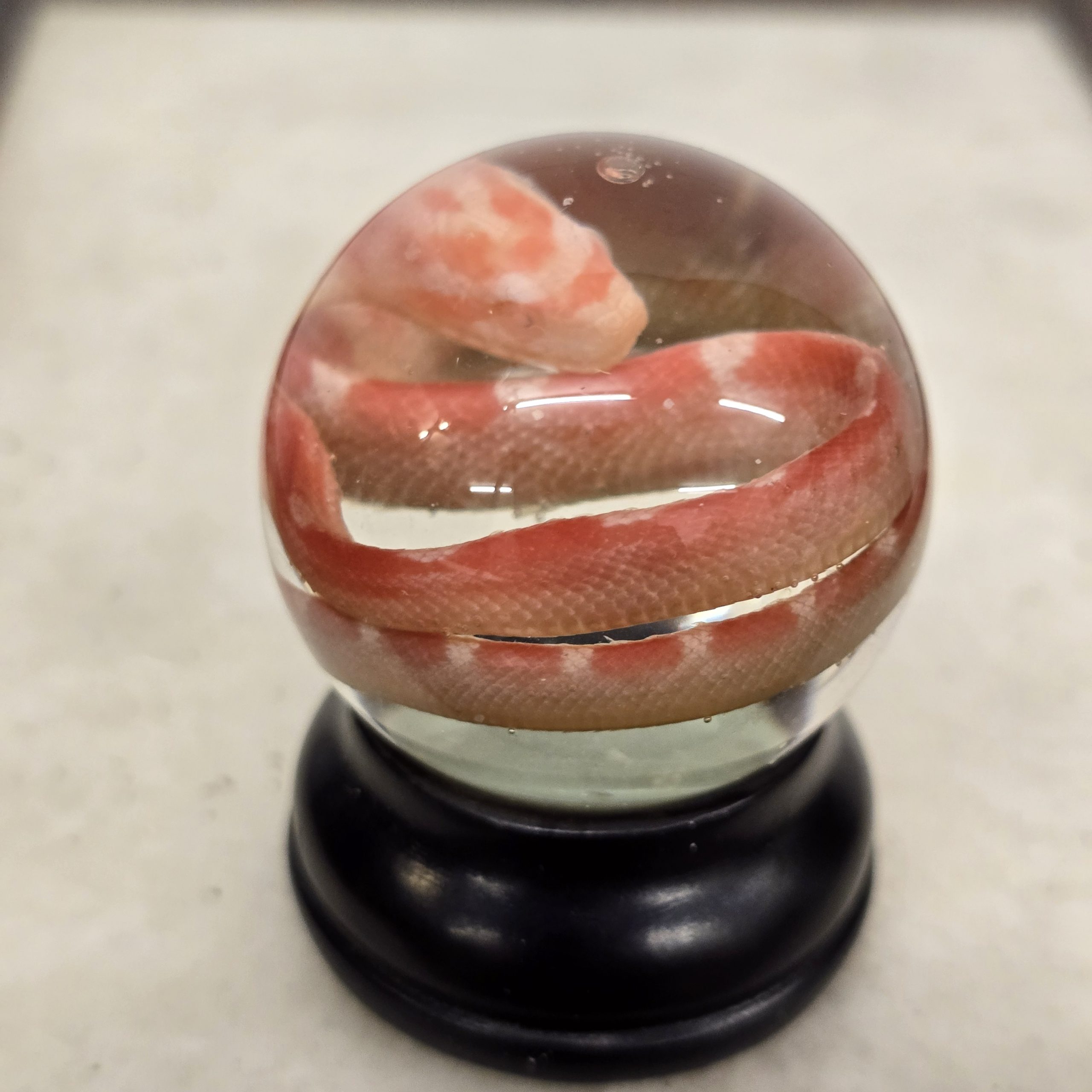 Pink Corn Snake Hatchling - Image 3