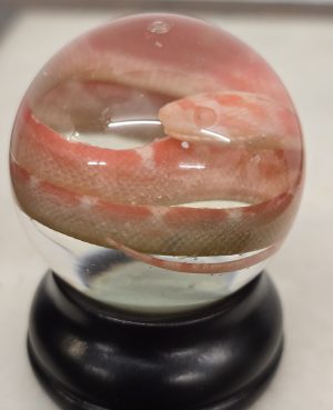 Pink Corn Snake Hatchling