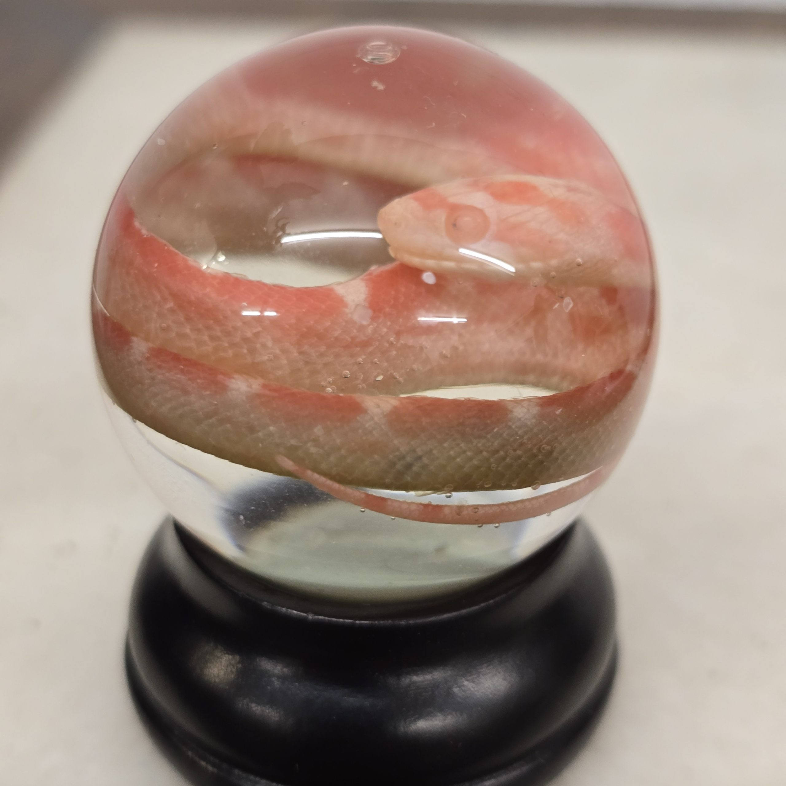 Pink Corn Snake Hatchling