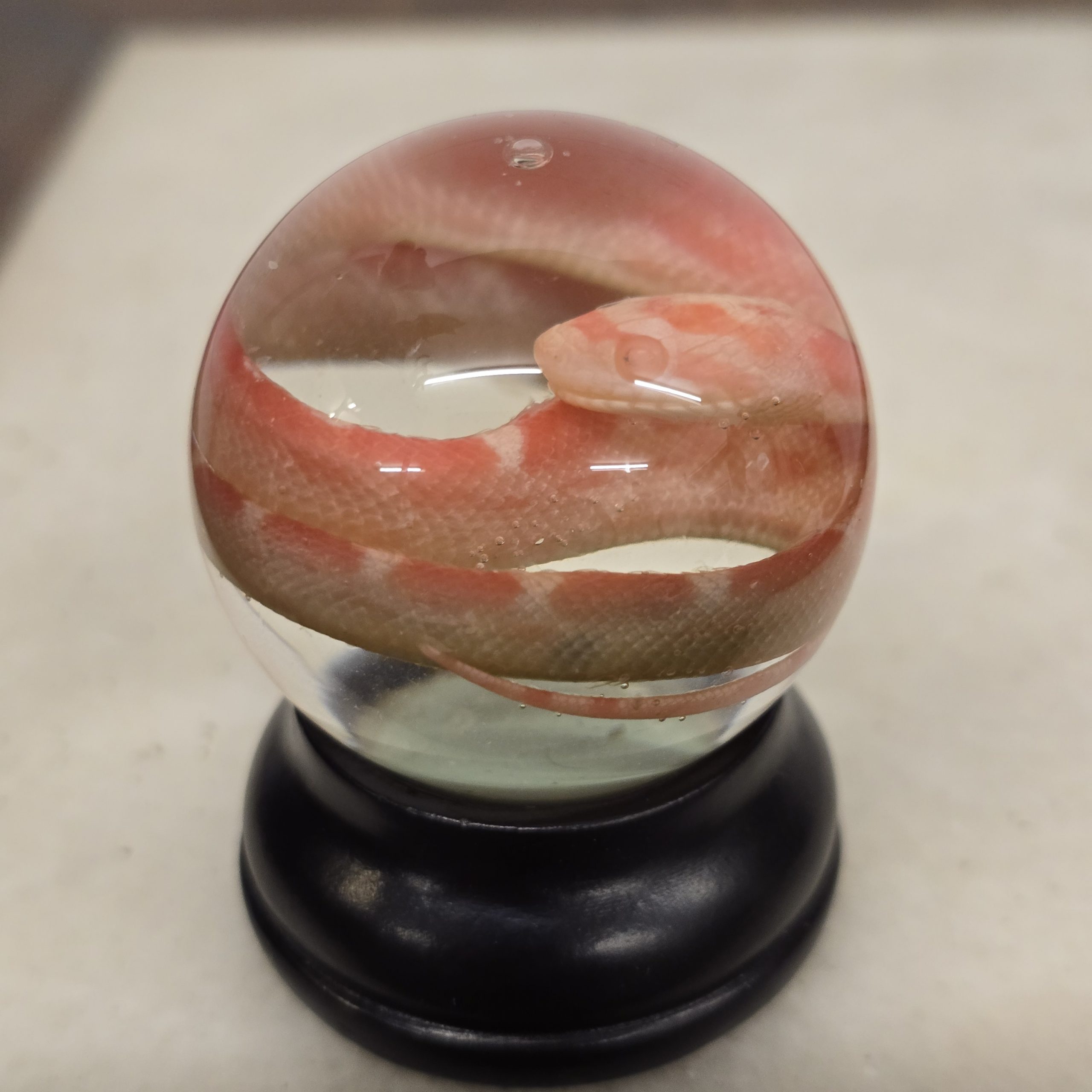 Pink Corn Snake Hatchling - Image 4