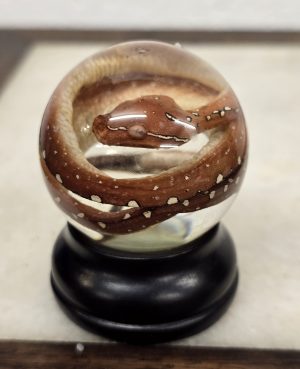 Green Tree Python Hatch Deep Red Mouth Closed