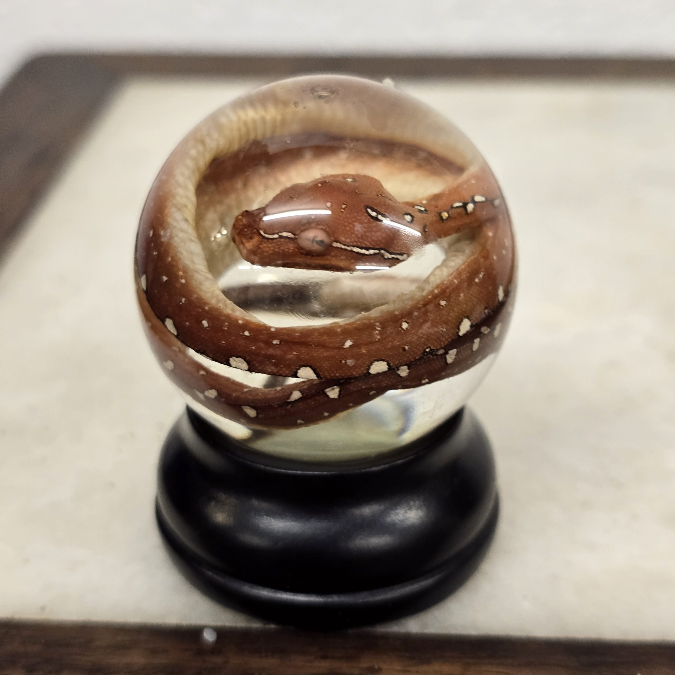 Green Tree Python Hatch Deep Red Mouth Closed