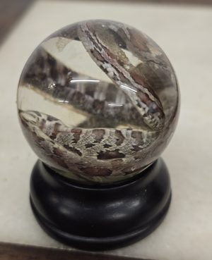 Corn Snake Hatchling crosshatch