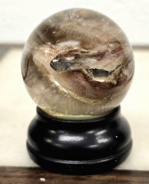 Corn Snake Hatchling