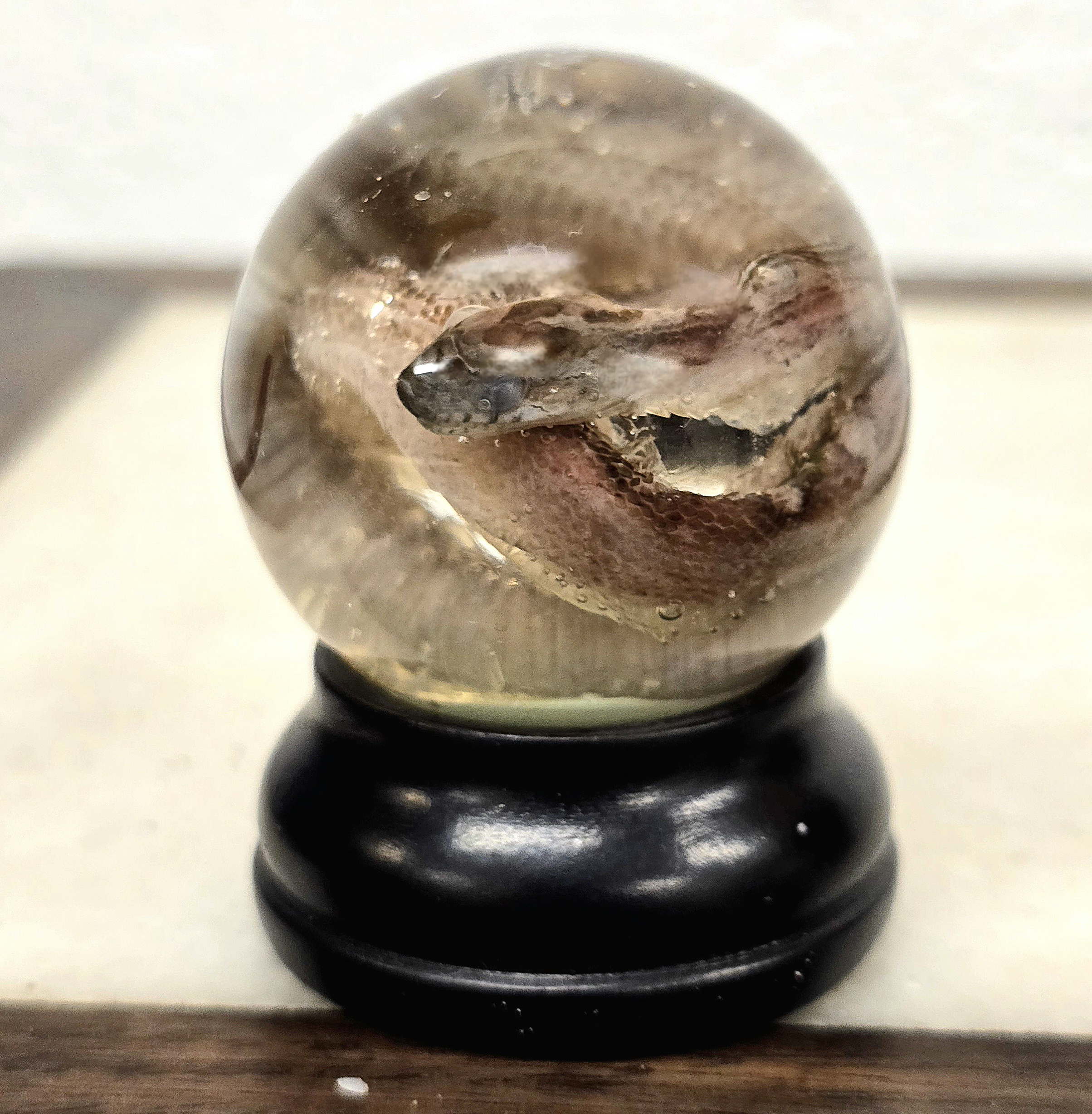 Corn Snake Hatchling