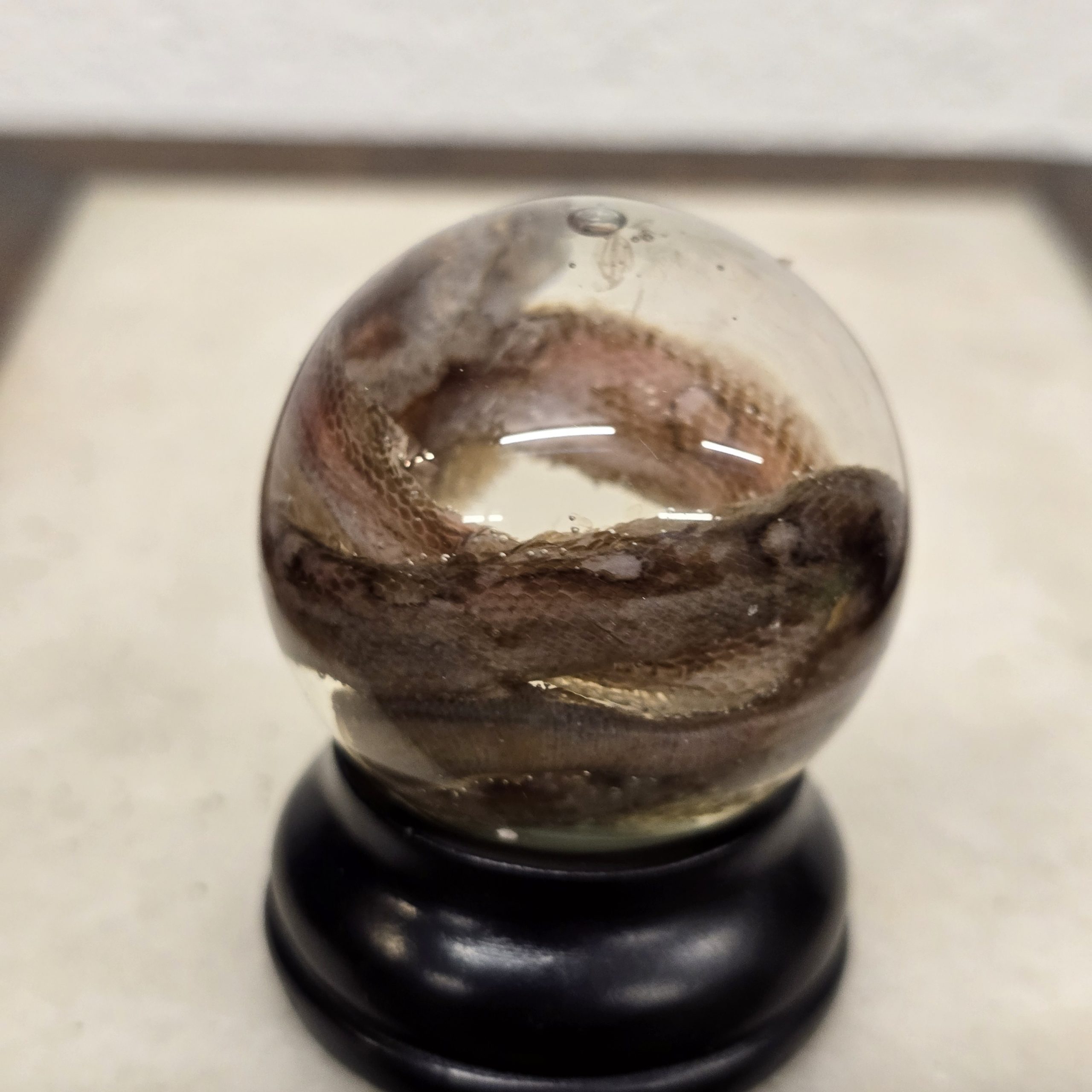 Corn Snake Hatchling - Image 3