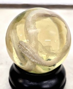 Albino Corn Snake Hatchling