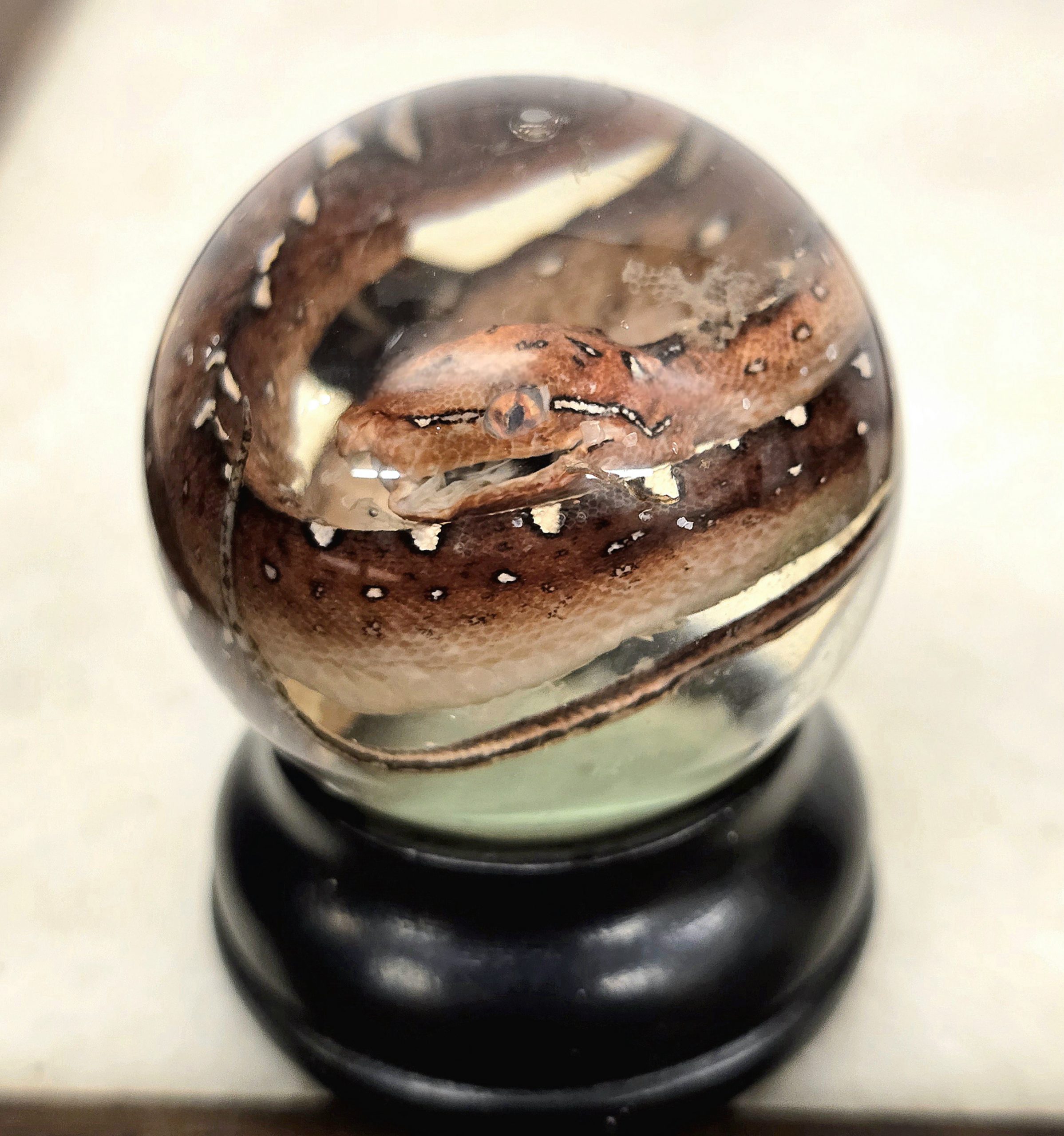 Green Tree Python Hatch Deep Red Mouth Closed - Image 3