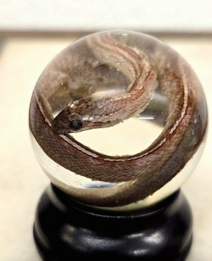 Corn Snake Hatchling Brownstripe