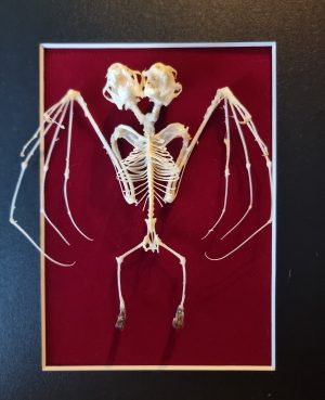 2 Headed Bat Skeleton