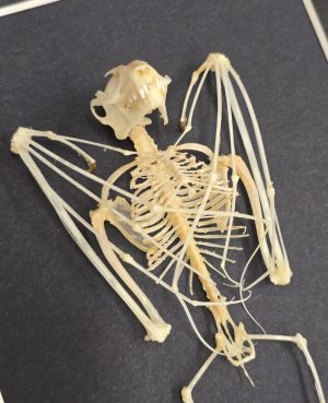 Bat Skeleton